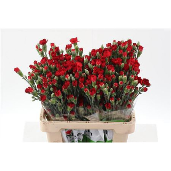 Dianthus Tr Zumba Red Select 65cm A1 Col-Red