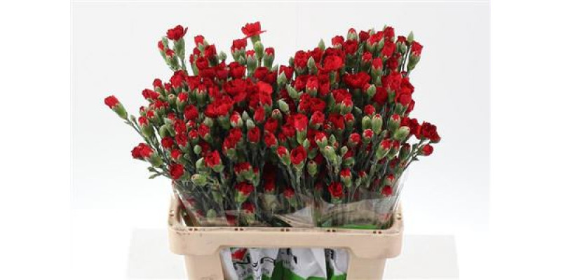 Dianthus Tr Zumba Red Select 65cm A1 Col-Red