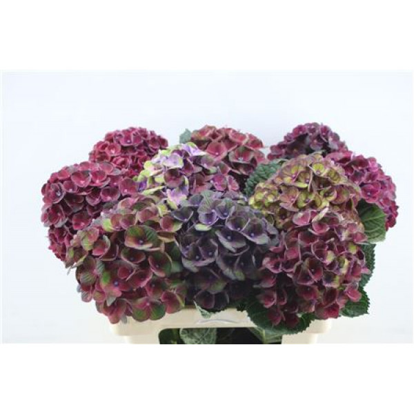 Hydrangea M Charl Blue 60cm 60cm A1