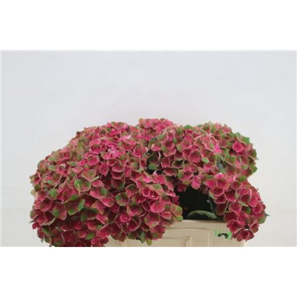 Hydrangea M Charlotte Red 80cm 80cm A1