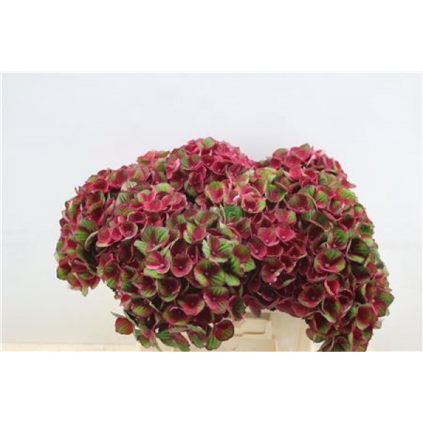 Hydrangea M Charl Red 40cm 40cm A1