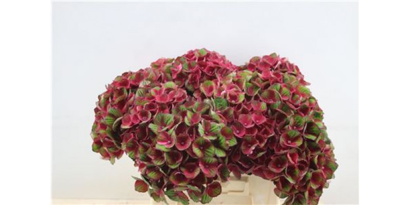 Hydrangea M Charl Red 40cm 40cm A1