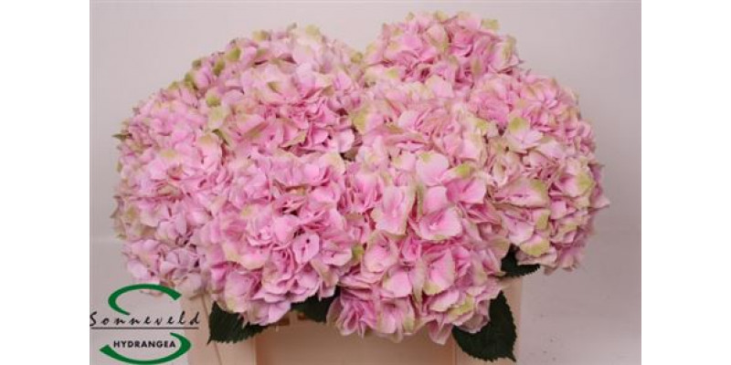 Hydrangea M Canzone 50 50cm A1