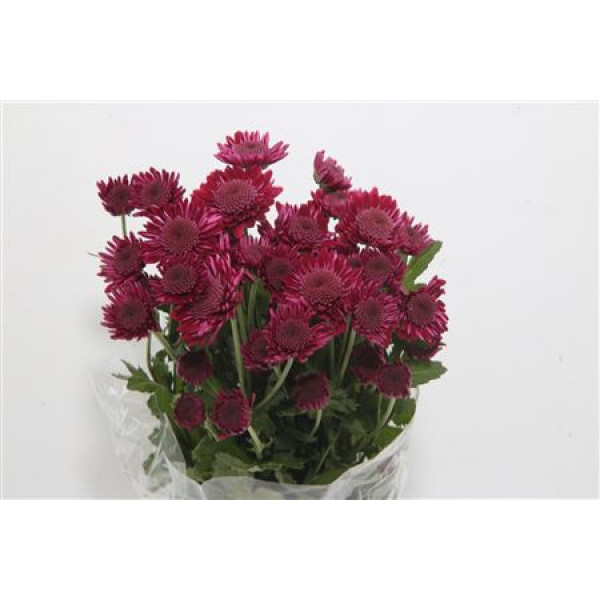 Chrysanthemums T Sagan Purple 70cm A1