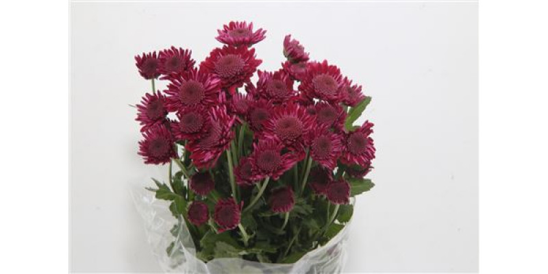 Chrysanthemums T Sagan Purple 70cm A1