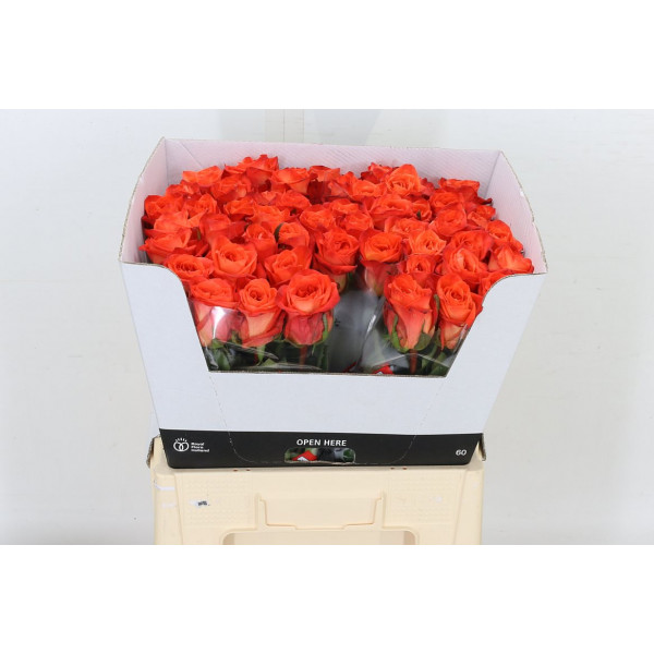 Rose Gr Copacabana 60cm A1 Col-Orange