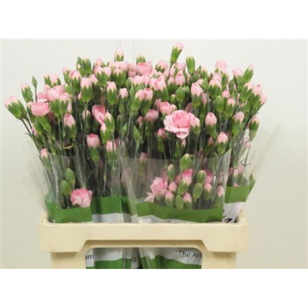 Dianthus Tr Zagara Select 65cm A1 Col-Pink