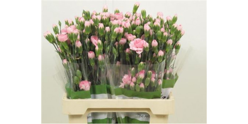 Dianthus Tr Zagara Select 65cm A1 Col-Pink