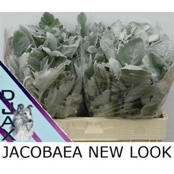 Jacobaea New Look 50cm A1