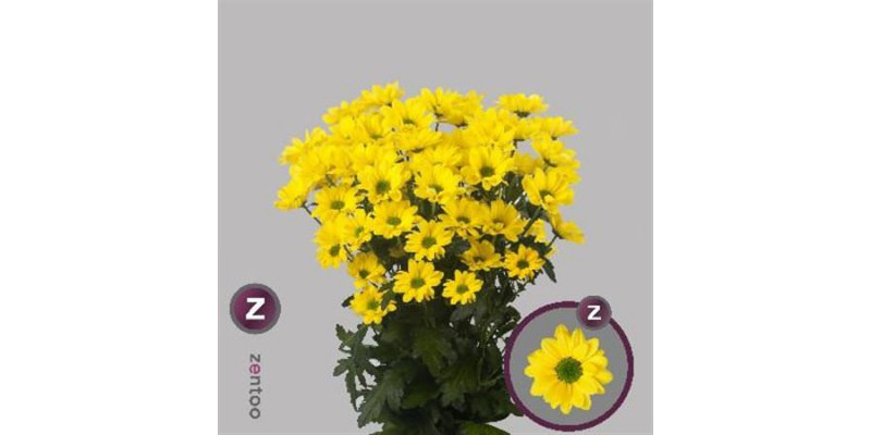 Chrysanthemums T Copa 70cm A1 Col-Yellow