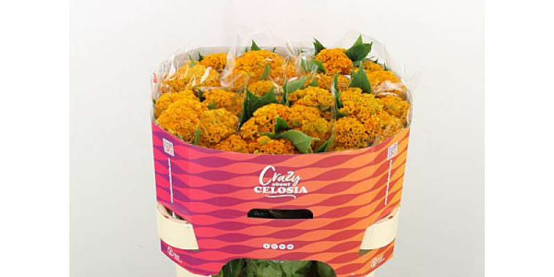 Celosia C Neo Gold 75cm A1