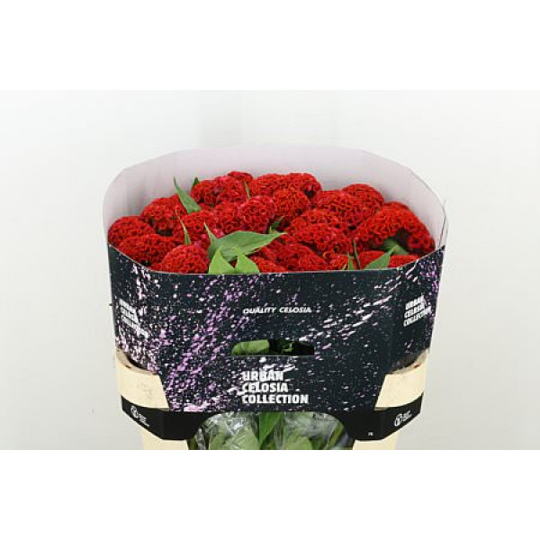 Celosia C Neo Orange 75cm A1