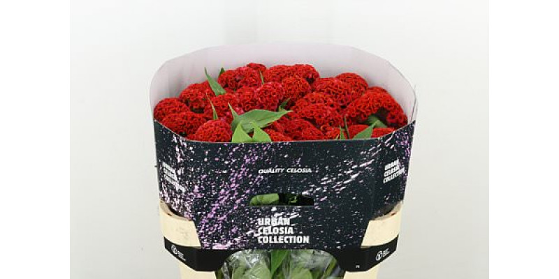 Celosia C Neo Orange 75cm A1