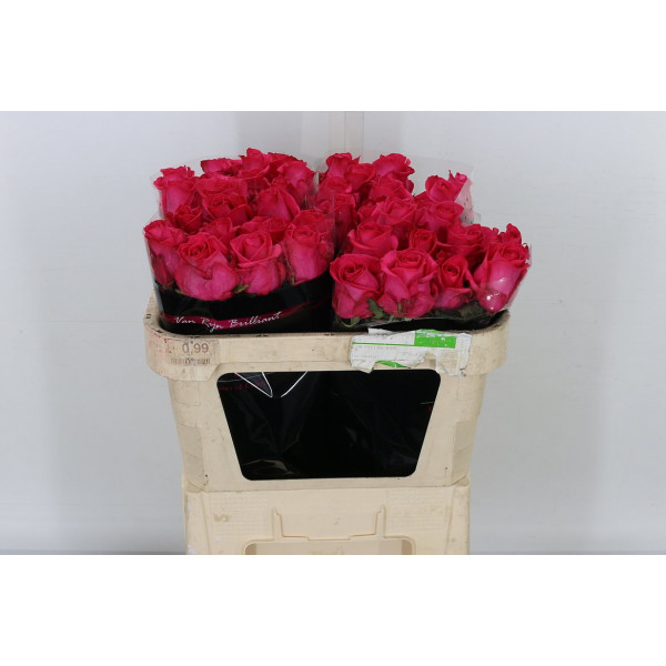 Rose Gr Ivy 70cm  Col-Cerise