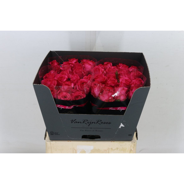 Rose Gr Ivy 60cm  Col-Cerise