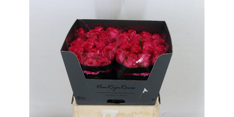 Rose Gr Ivy 60cm  Col-Cerise