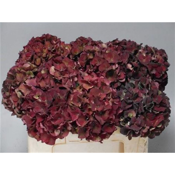 Hydrangea M Mag Pi Rub Cl 50cm A1 Col-Cerise