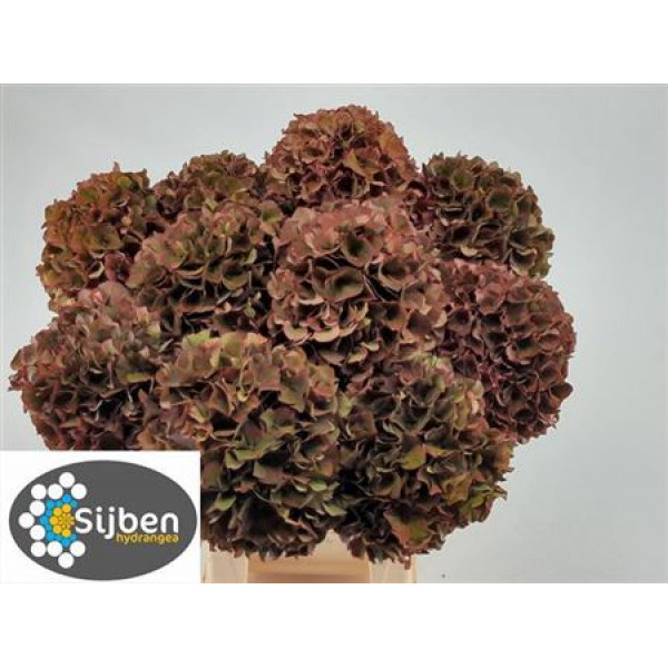 Hydrangea M Mag Pi Rub Cl 80cm A1 Col-Cerise