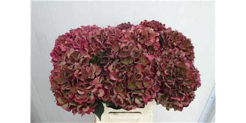 Hydrangea M Pi Ruby Cl 60-18 60cm A1