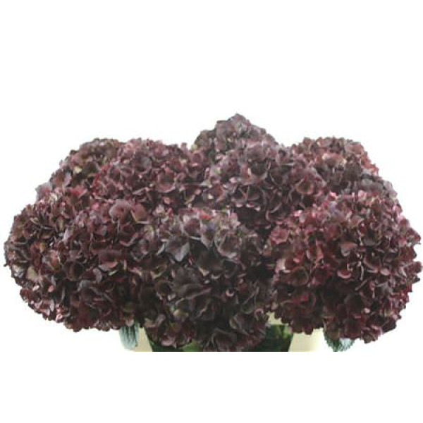 Hydrangea M Cl Pi Ruby 80-22 80 cm A1