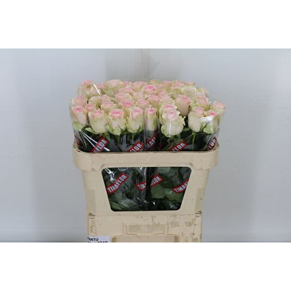 Rose Gr Revival Sweet 70cm A1