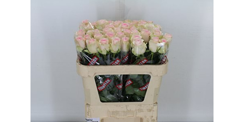 Rose Gr Revival Sweet 70cm A1