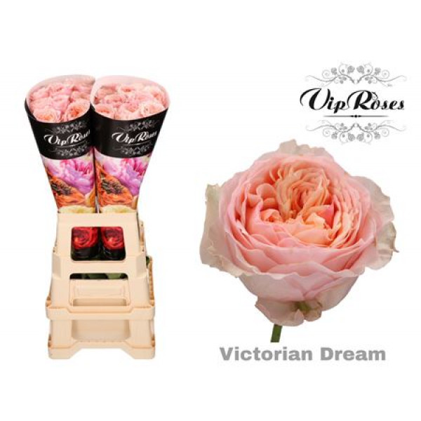 Rose Gr Vipvictori Dream@ 70cm A1