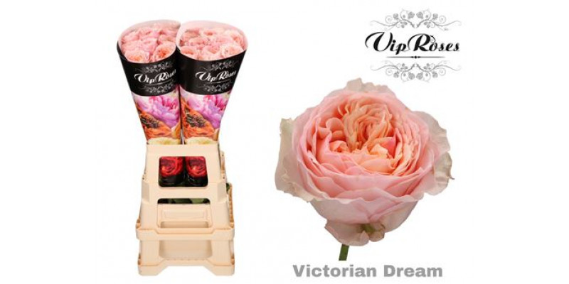 Rose Gr Vipvictori Dream@ 70cm A1