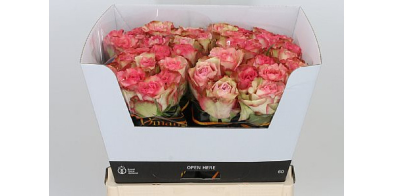 Rose Gr Talisman 60cm A1