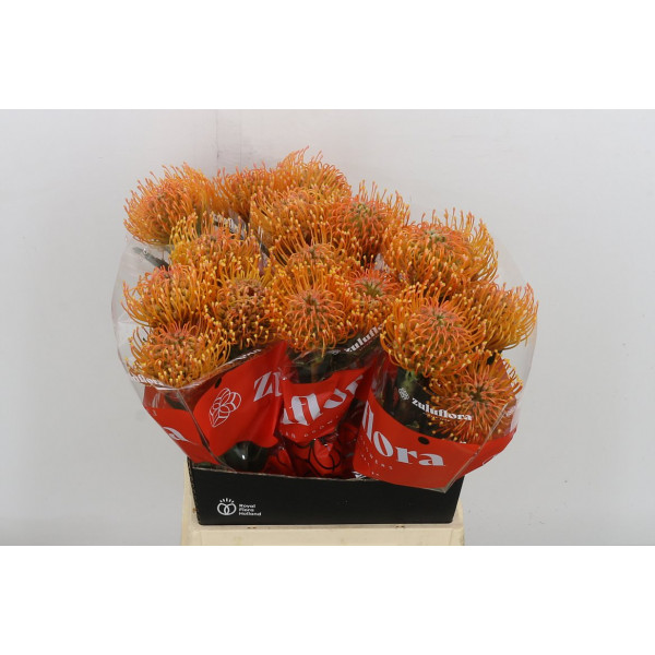 Leuco Ayoba Peach 50cm A1 Col-Peach