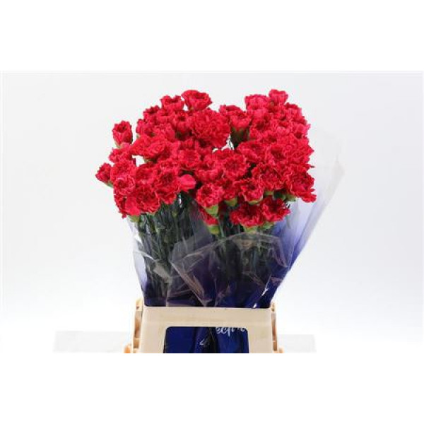 Dianthus St Mandalay Hi 70cm A1