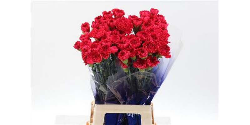 Dianthus St Mandalay Hi 70cm A1