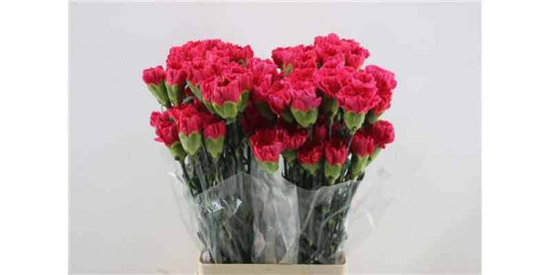 Dianthus St Mandalay 65cm A1