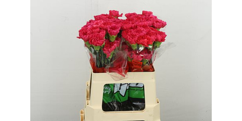 Dianthus .st Mandalay 55 55 cm 