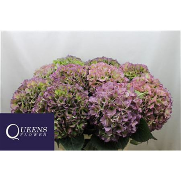 Hydrangea M Roy Benefi Cl 80-22 80cm A1