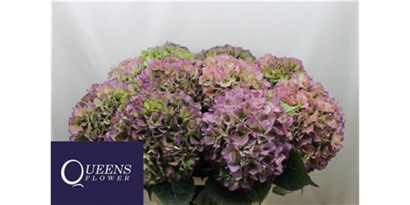 Hydrangea M Roy Benefi Cl 80-22 80cm A1