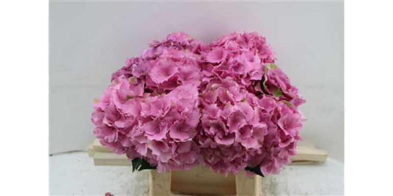 Hydrangea M Roy Palace 40cm 40cm A1