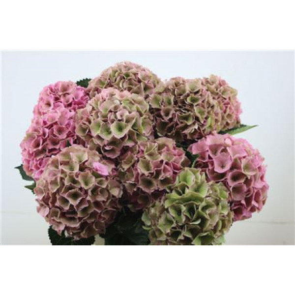 Hydrangea M Royal Palace Cl 60-18 60cm A1