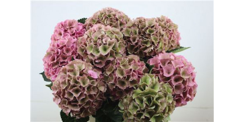 Hydrangea M Royal Palace Cl 60-18 60cm A1