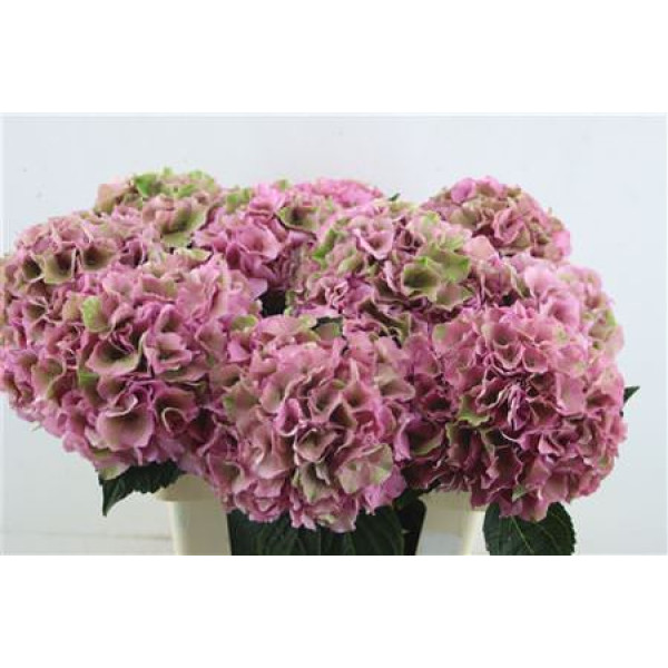 Hydrangea M Royal Palace Cl 60-18 60 cm A1