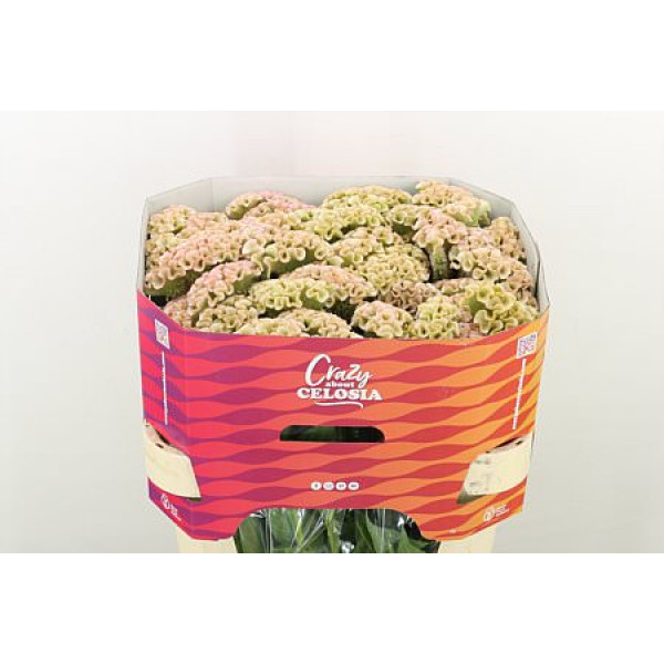 Celosia C Haute Couture 75cm A1