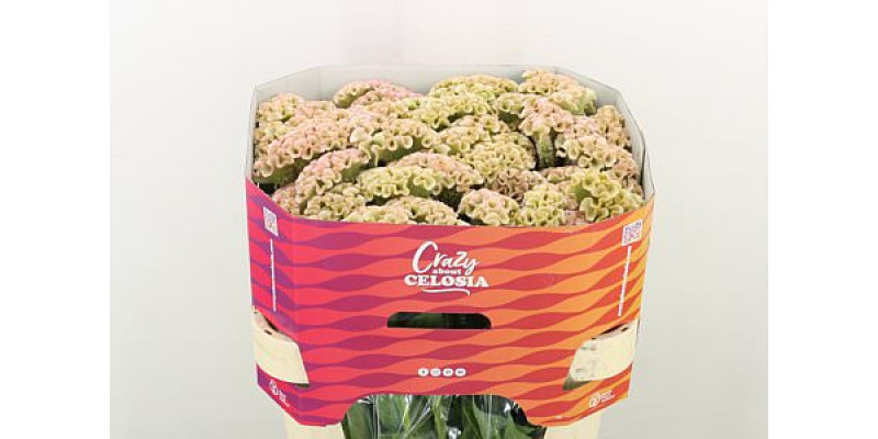 Celosia C Haute Couture 75cm A1