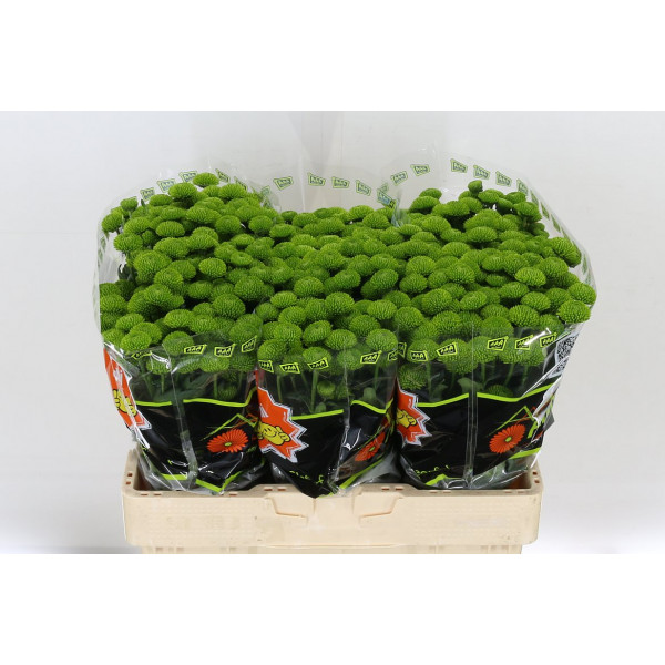 Chrysanthemums San Aaa Whatsapp 55cm A1 Col-Green