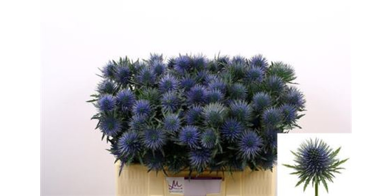 Eryn Magnetar Qstar 50 cm A1