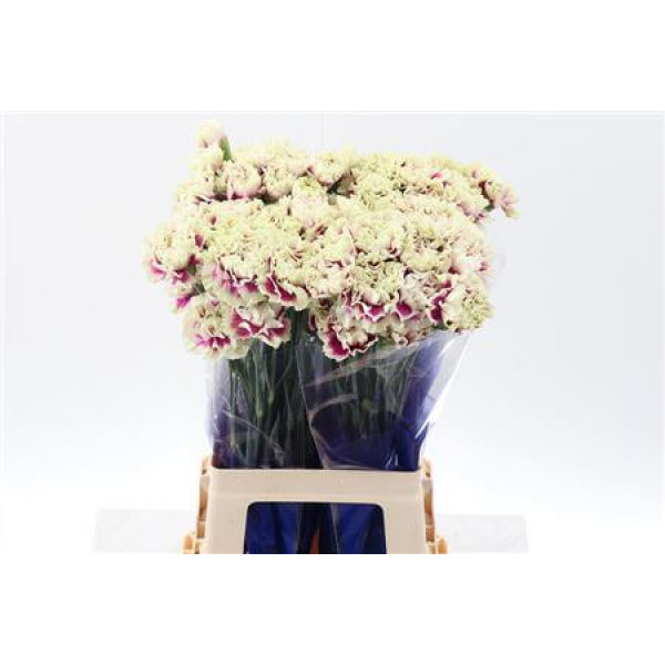 Dianthus St Lady Amiga Hi 70cm A1