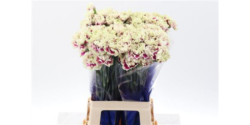 Dianthus St Lady Amiga Hi 70cm A1