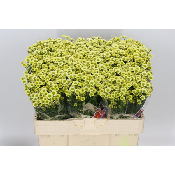 Chrysanthemums San Mad Nyaka Cr 55cm A1 Col-Cream