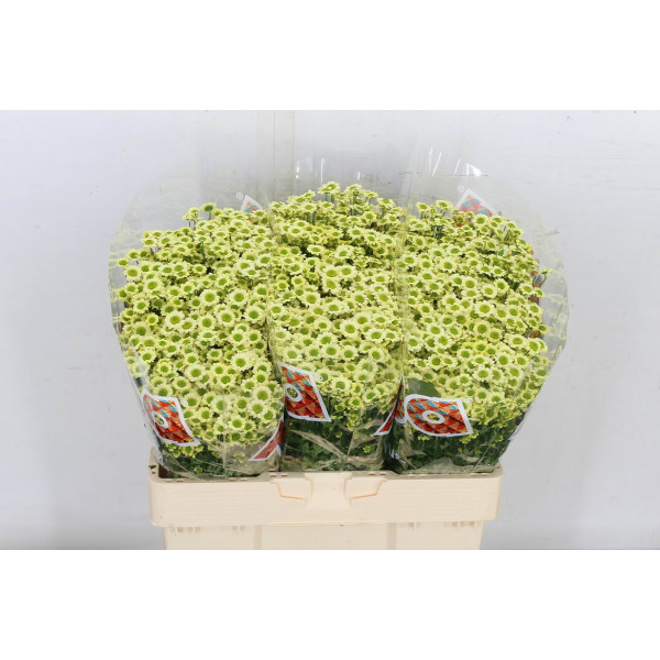 Chrysanthemums S Mad Nyaka Crea 55cm A1 Col-Cream