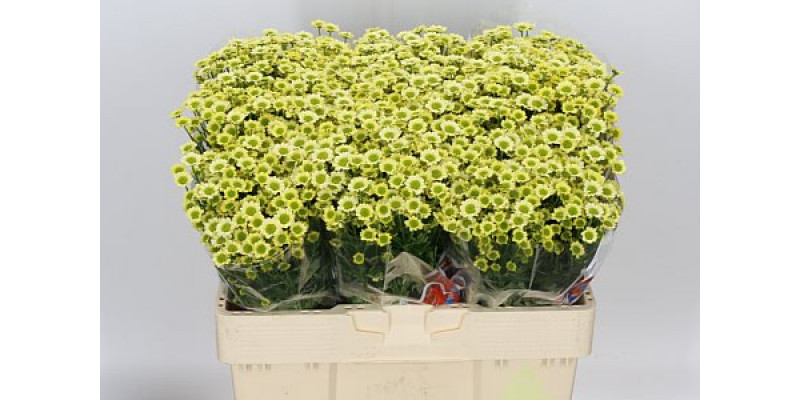 Chrysanthemums S Mad Nyaka Crea 55cm A1