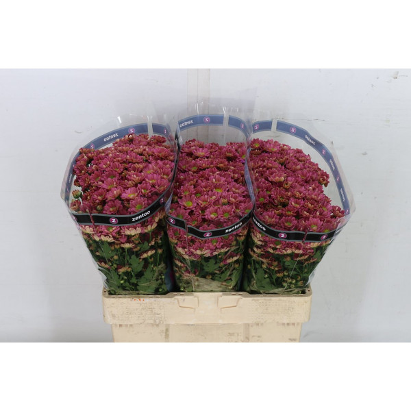 Chrysanthemums San Rossi Lobste 55cm A1 Col-Cerise